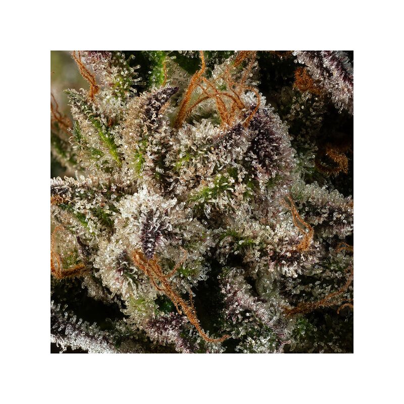 Boston Cream Pie, Фасовка: 5, изображение 3